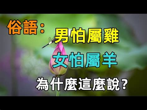 雞男雞女|【雞男雞女】屬雞的男女性格大解析，姻緣配對運勢如何？ – 虞默。